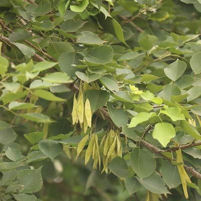 Bombay blackwood(Dalbergia latifolia)